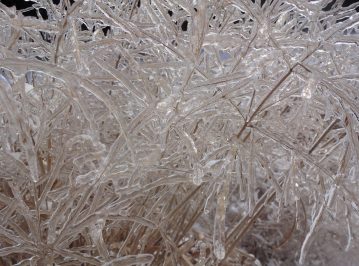 Ice-coated switchgrass