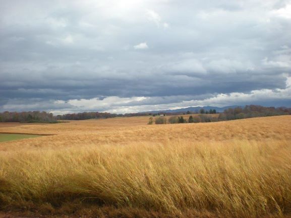 A field of dormant switchgrass with storm clouds