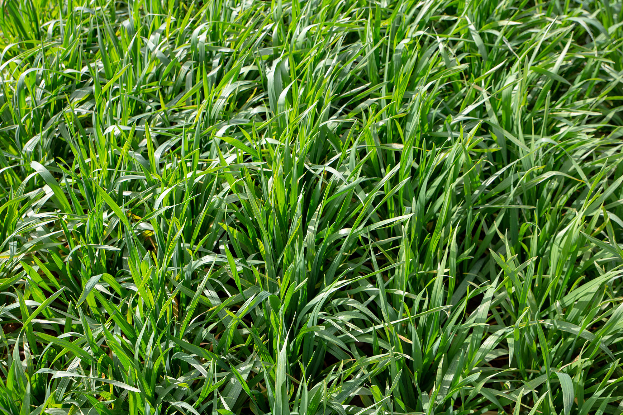 Green triticale in field