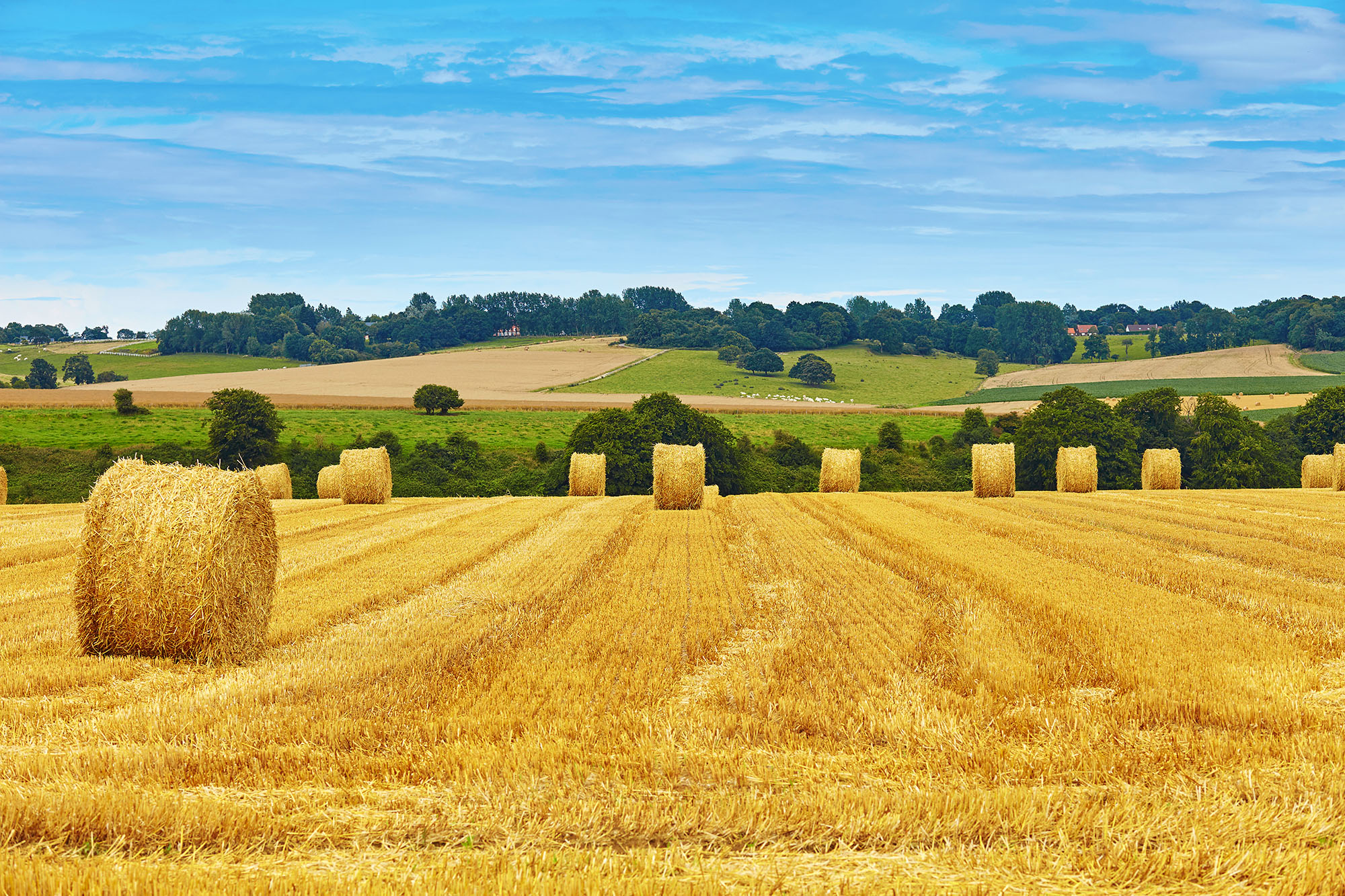 Wheat Straw Bales in field