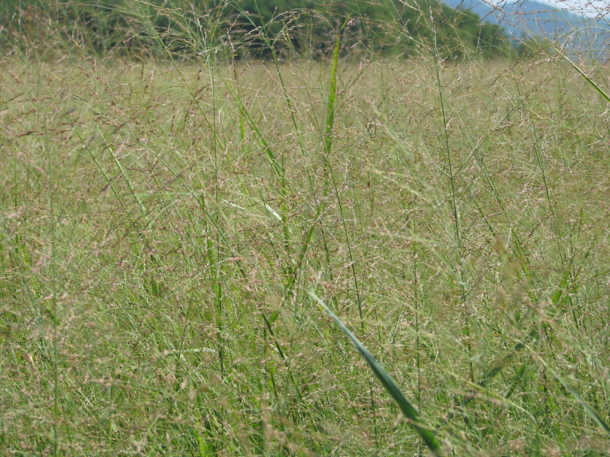 switchgrass-genera